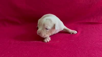 Merle male 2, a male American Bully for sale in Morristown, NJ – 10 of 10