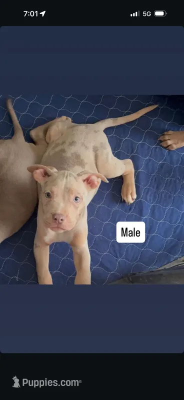 Merle male 2 – American Bully puppy for sale in Morristown, NJ