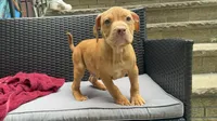 Male 4, a male American Bully for sale in Morristown, NJ – 4 of 5