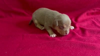 Tri color male 1, a male American Bully for sale in Morristown, NJ – 8 of 8