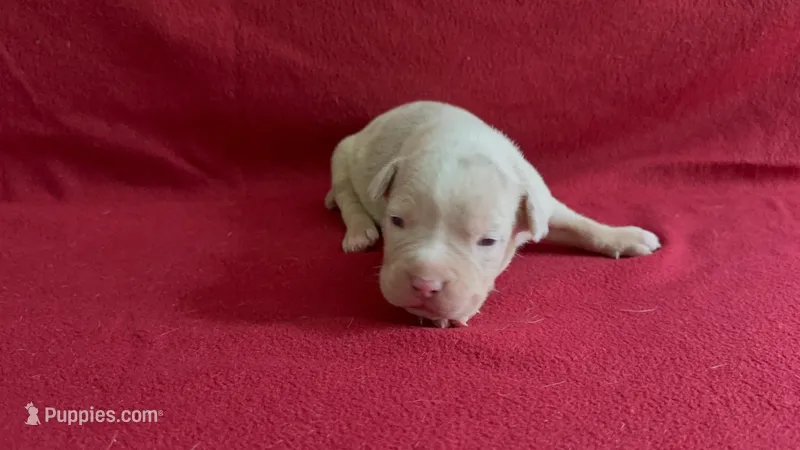 Merle male 2 – American Bully puppy for sale in Morristown, NJ