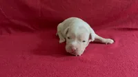 Merle male 2, a male American Bully for sale in Morristown, NJ – 1 of 10