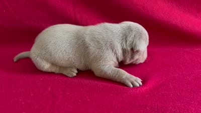 Tri color female 1, a female American Bully for sale in Morristown, NJ – 6 of 10