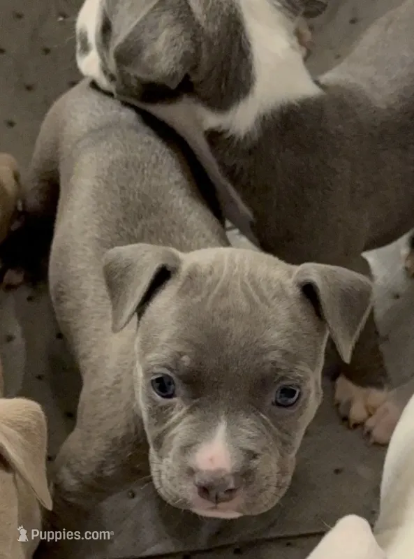 Blue female 1 – American Bully puppy for sale in Morristown, NJ