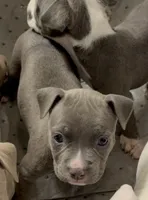 Blue female 1, a female American Bully for sale in Morristown, NJ – 1 of 1