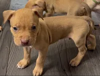 Male 4, a male American Bully for sale in Morristown, NJ – 1 of 1