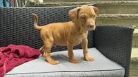 Male 4, a male American Bully for sale in Morristown, NJ – 5 of 5