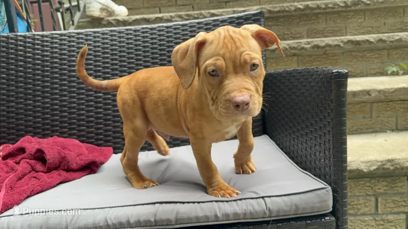 Male 4 – American Bully puppy for sale in Morristown, NJ