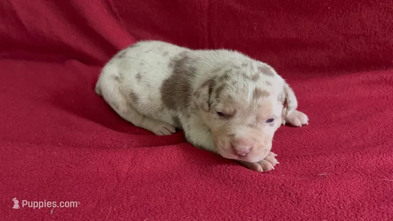 Merle male 1 – American Bully puppy for sale in Morristown, NJ