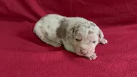 Merle male 1, a male American Bully for sale in Morristown, NJ – 1 of 8