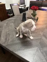 Fawn Female 1, a female American Bully for sale in Morristown, NJ – 3 of 3
