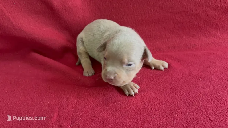 Tri color female 2 – American Bully puppy for sale in Morristown, NJ