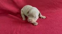Tri color female 2, a female American Bully for sale in Morristown, NJ – 1 of 7