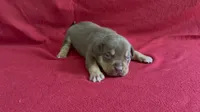 Tri color male 3, a male American Bully for sale in Morristown, NJ – 2 of 9