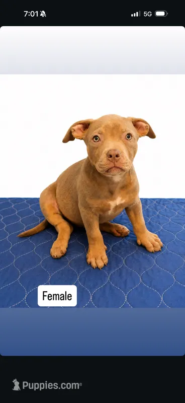 Tri color female 3 – American Bully puppy for sale in Morristown, NJ