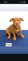 Tri color female 3, a female American Bully for sale in Morristown, NJ – 2 of 10