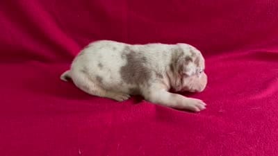 Merle male 1, a male American Bully for sale in Morristown, NJ – 8 of 8