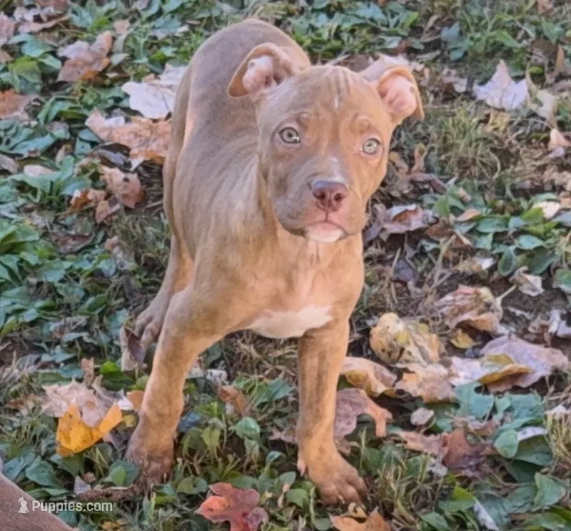 Pup 4 – American Bully puppy for sale in Morristown, NJ