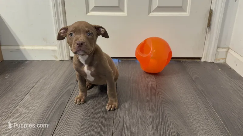 Female 1 XL – American Bully puppy for sale in Morristown, NJ