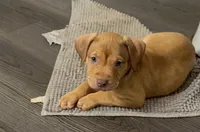 Male 2 , a male American Bully for sale in Morristown, NJ – 3 of 3