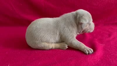 Tri color female 3, a female American Bully for sale in Morristown, NJ – 8 of 8