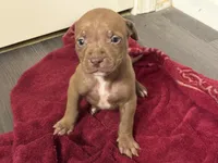 Female 1 XL, a female American Bully for sale in Morristown, NJ – 2 of 2