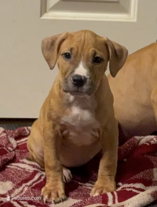 Female 1 – American Pit Bull Terrier puppy for sale in Morristown, NJ