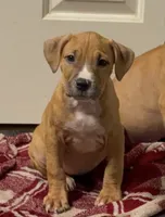 Female 1, a female American Pit Bull Terrier for sale in Morristown, NJ – 1 of 2
