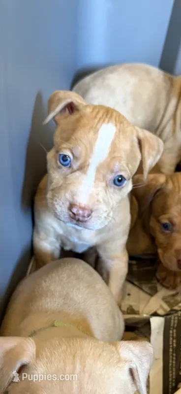 Merle 1 – American Bully puppy for sale in Morristown, NJ