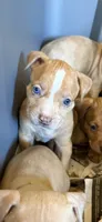 Merle 1, a female American Bully for sale in Morristown, NJ – 1 of 2
