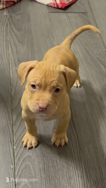 Male 4 – American Bully puppy for sale in Morristown, NJ