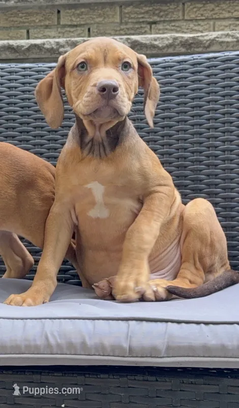 Male 2  – American Bully puppy for sale in Morristown, NJ