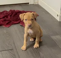 Female 3, a female American Bully for sale in Morristown, NJ – 1 of 2
