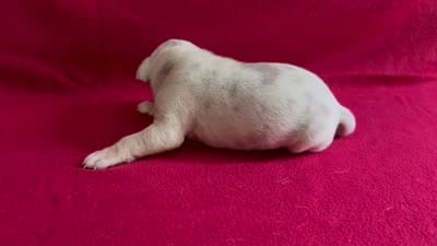 Merle male 2, a male American Bully for sale in Morristown, NJ – 9 of 10