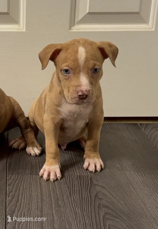 Pup 5 – American Bully puppy for sale in Morristown, NJ