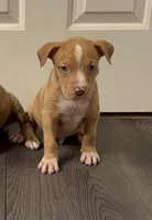 Pup 5, a male American Bully for sale in Morristown, NJ – 1 of 1