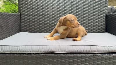 Tri color male 3, a male American Bully for sale in Morristown, NJ – 10 of 10