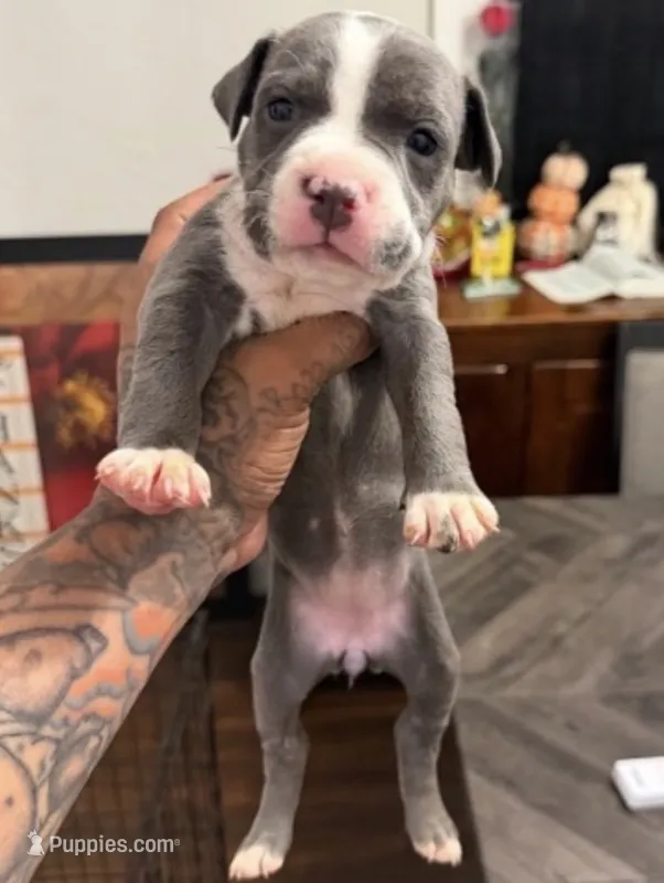 Blue and white female – American Bully puppy for sale in Morristown, NJ