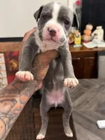 Blue and white female, a female American Bully for sale in Morristown, NJ – 1 of 2