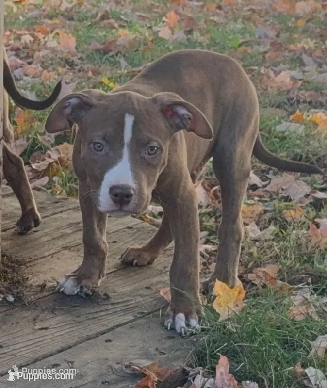 Pup 7 – American Bully puppy for sale in Morristown, NJ