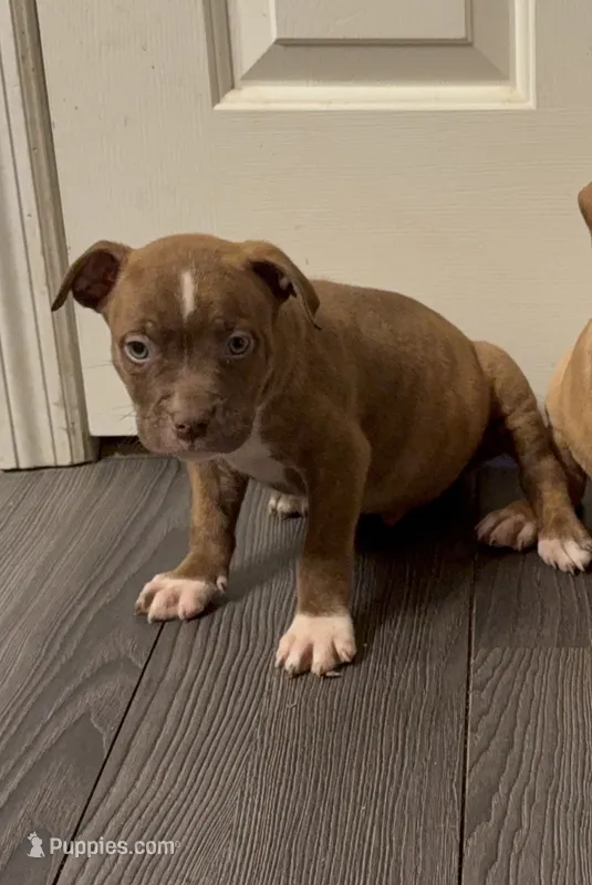 Pup 6 – American Bully puppy for sale in Morristown, NJ