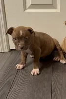 Pup 6, a male American Bully for sale in Morristown, NJ – 1 of 1