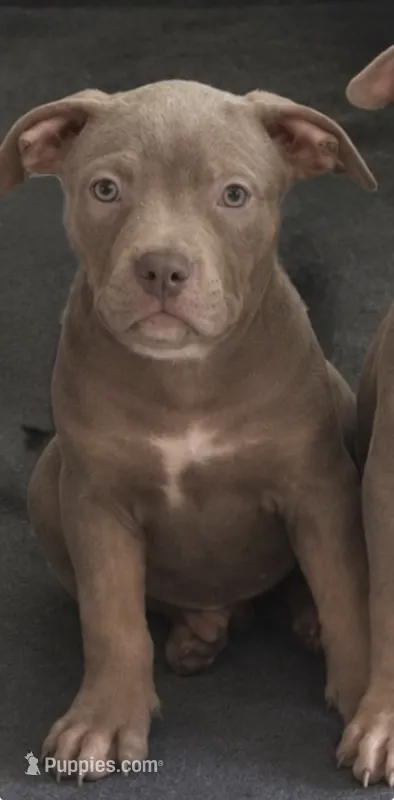 Tri color female 3 – American Bully puppy for sale in Morristown, NJ