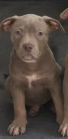 Tri color female 3, a female American Bully for sale in Morristown, NJ – 3 of 10