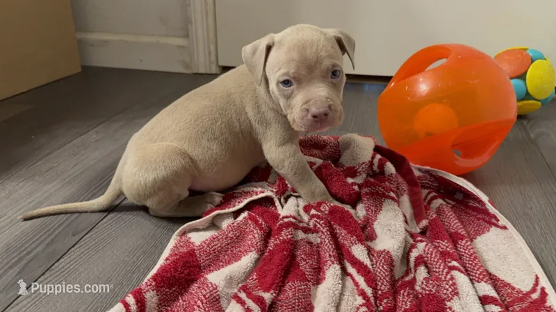 Male 1 XL – American Bully puppy for sale in Morristown, NJ