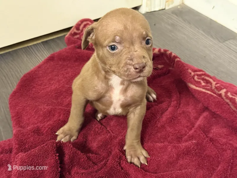 Female 1 XL – American Bully puppy for sale in Morristown, NJ