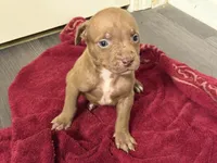 Female 1 XL, a female American Bully for sale in Morristown, NJ – 1 of 2