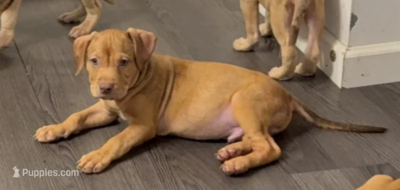 Male 2  – American Bully puppy for sale in Morristown, NJ