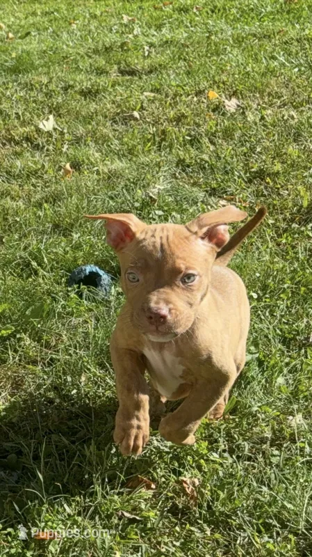 Pup 4 – American Bully puppy for sale in Morristown, NJ