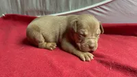 Tri color male 2, a male American Bully for sale in Morristown, NJ – 8 of 9